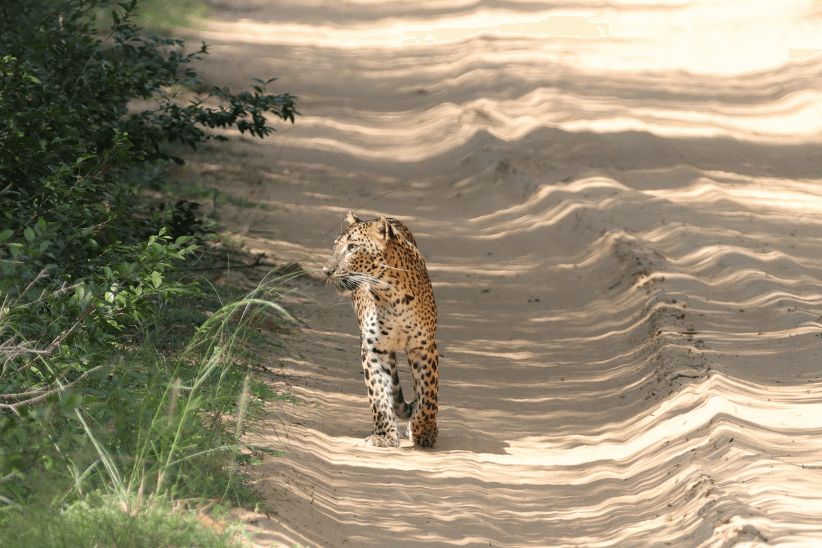 Download practical Sri Lanka adventure planning checklists. in Sri Lanka