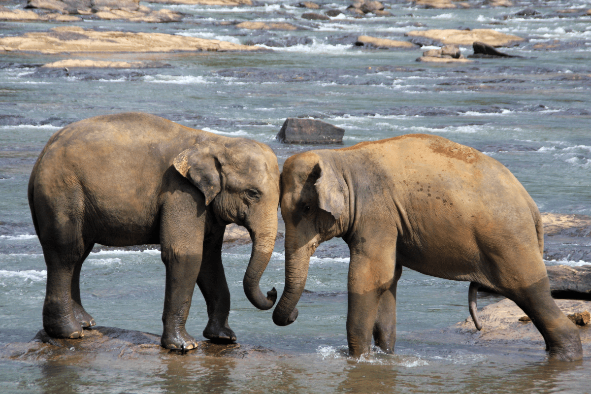 Family Adventure Days in Sri Lanka