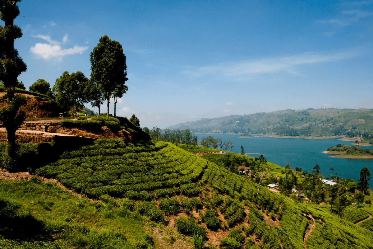 Private journeys for travellers who'd rather do than just see. in Sri Lanka